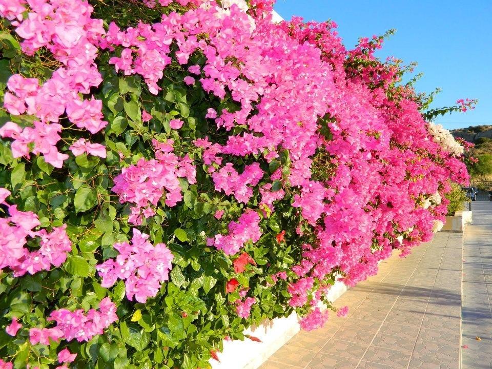 Telhinis Hotel & Apartments Faliraki Luaran gambar